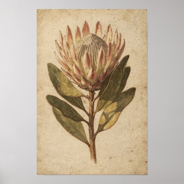 Poster Cartaz Botânico da Flor Protea Blush (Frente)