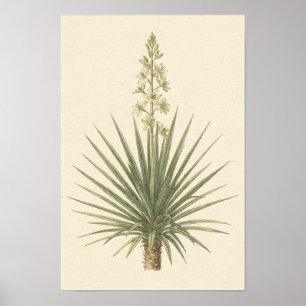 Poster Cartaz Botânico da Planta Yucca