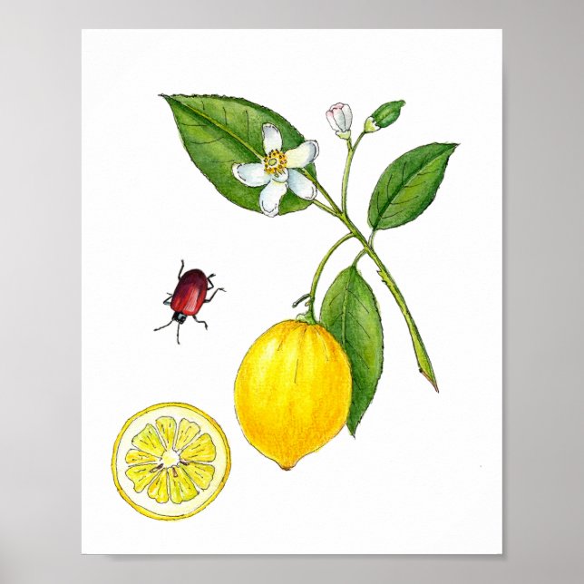 Poster Cartaz botânico de fruta Limão em aquarela (Frente)
