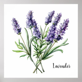 Poster Cartaz Botânico de Ilustração de Lavanda