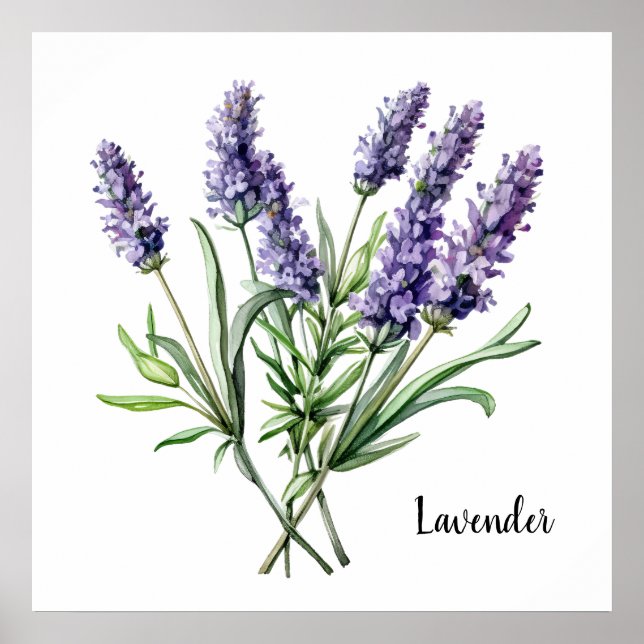 Poster Cartaz Botânico de Ilustração de Lavanda (Frente)