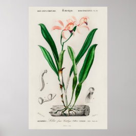 Poster Cartaz Botânico de Orquídea Cattleya Rosa Vintage