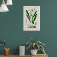 Cartaz Botânico de Orquídea Cattleya Rosa Vintage