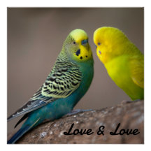 Cartaz Brilhante Amor Cor Preta Texto Imagem Pássa