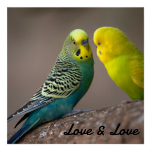 Póster Cartaz Brilhante Amor Cor Preta Texto Imagem Pássa