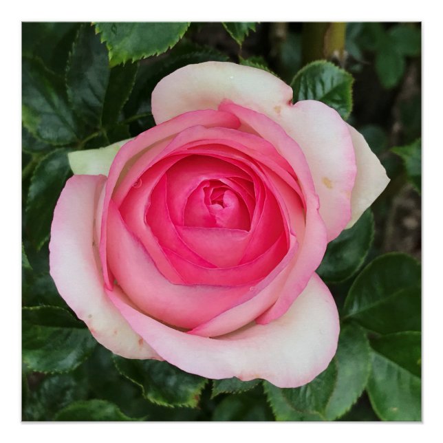 Póster Cartaz Brilhante Rosa Rosa (Frente)