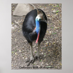 Póster Cartaz Casuares Aves da Austrália