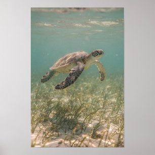 Poster Cartaz Costeiro Teal de Tartaruga Marinha sobre Le