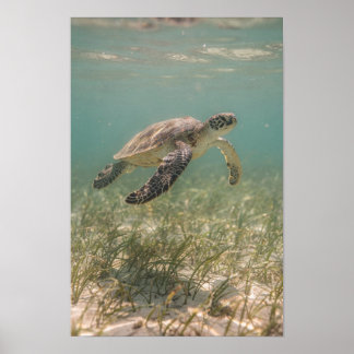 Poster Cartaz Costeiro Teal de Tartaruga Marinha sobre Le