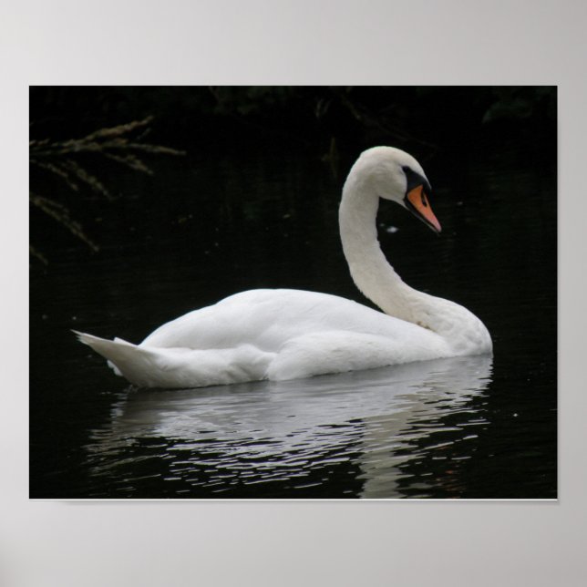 Poster Cartaz da Cisne Branco Graciosa (Frente)