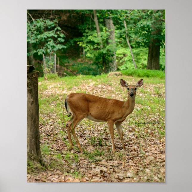 Poster Cartaz da Corça no Bosque (Frente)