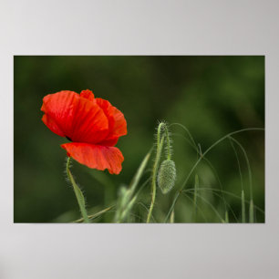 Poster Cartaz Da Flor De Papoula - Graça Solitária