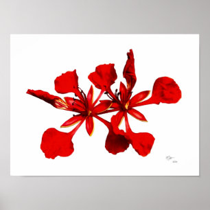Poster Cartaz da Flor Real Poinciana