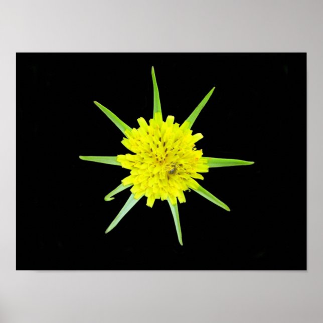 Poster Cartaz da flor selvagem Barba-de-bode Menor (Frente)