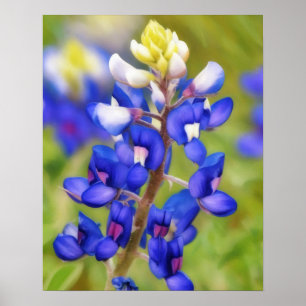 Poster Cartaz da Flor Silvestre Bluebonnet do Texas
