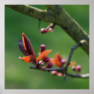 Póster Cartaz da Primavera