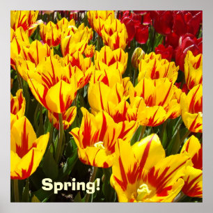 Poster Cartaz da primavera Tulipa Amarela Vermelha Flores