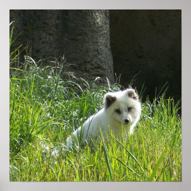 Póster Cartaz da Raposa Ártica (Frente)
