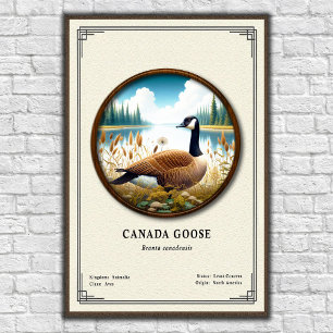 Poster Cartaz da Série de Zoologia do Ganso do Canadá