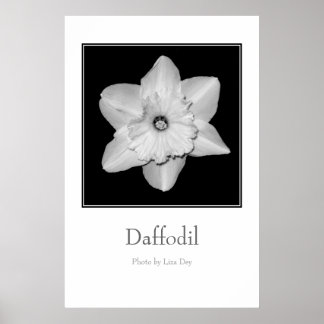 Póster Cartaz 'Daffodil'