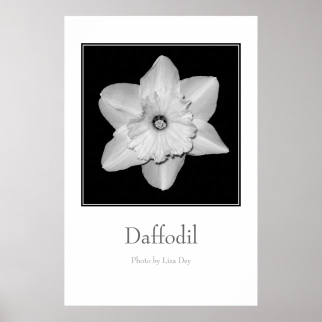 Póster Cartaz 'Daffodil' (Frente)
