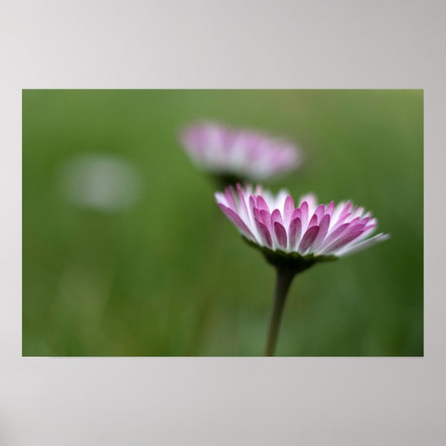 Poster Cartaz Daisy Elegância (Frente)