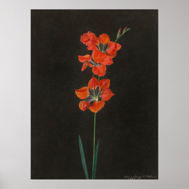 Poster Cartaz das Flores de Lelie de Hoffmann (Frente)
