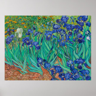Poster Cartaz das Íris de Van Gogh