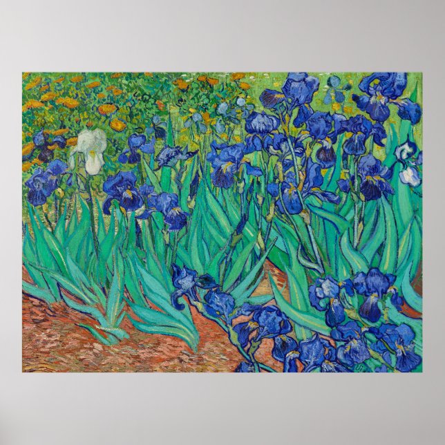 Poster Cartaz das Íris de Van Gogh (Frente)