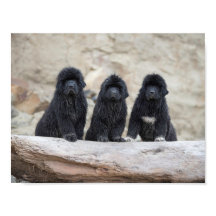 cartaz de 3 newfies pequenos