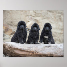 Póster cartaz de 3 newfies pequenos