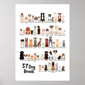 Poster cartaz de 57 raças de cães