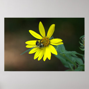 Poster Cartaz de Abelha em Flor Silvestre Amarela