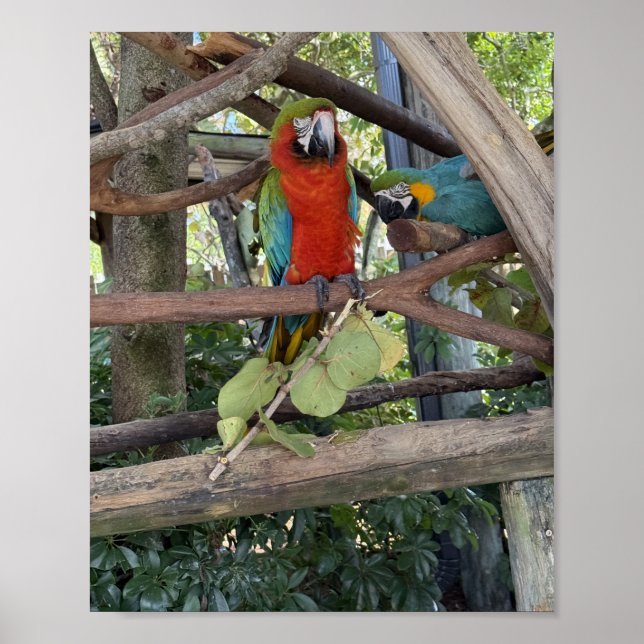 Poster Cartaz de Arara (Frente)