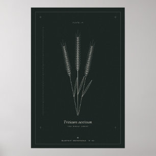 Poster Cartaz de Arte Botânica de Trigo, Dark Academia