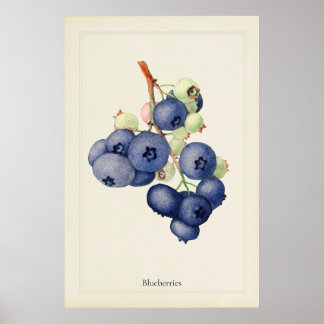 Poster Cartaz de Arte Botânico de Mirtilos Vintage Azul