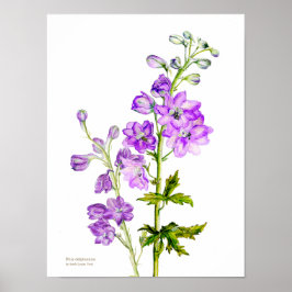 Poster Cartaz de arte fina botânica de delphinium roxo