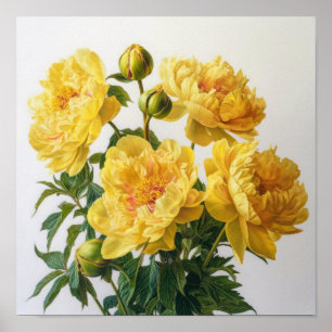 Poster Cartaz de Arte Floral de Peônias Amarelas