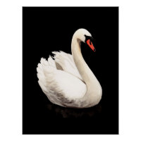 Cartaz de Arte Vintage Cisne Branco