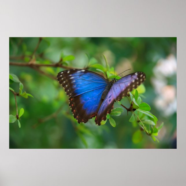 Poster Cartaz de Borboleta Azul (Frente)