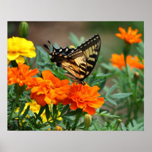 Póster Cartaz de Borboleta em Flores Laranjas e Amarelas