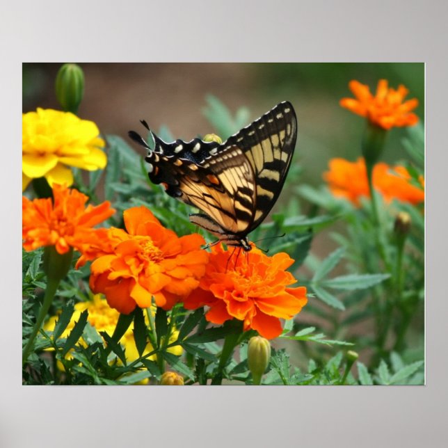 Póster Cartaz de Borboleta em Flores Laranjas e Amarelas (Frente)