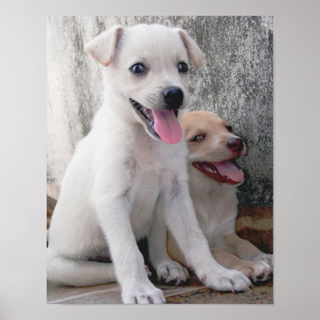 Póster Cartaz de Cachorrinho Branco Fofo (Frente)