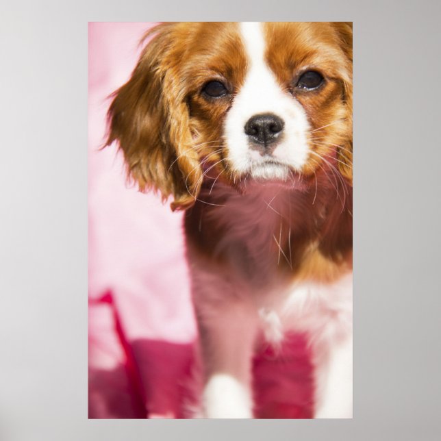 Póster Cartaz de Cachorrinho King Charles Spaniel Fêmea (Frente)