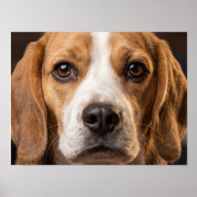 Poster cartaz de cachorro Beagle adorável (Frente)