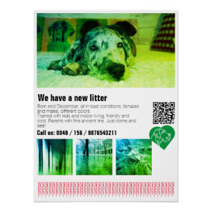 Póster Cartaz de Cachorro Filhote Dane Designer