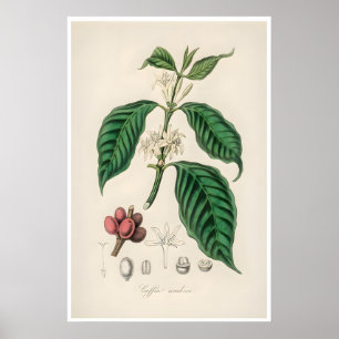 Poster Cartaz de Café Ilustração Botânica Arte Arábica