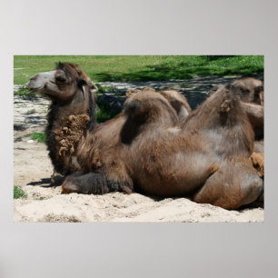 Poster Cartaz de Camelo