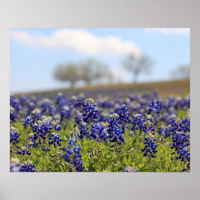Póster Cartaz de Campo de Bluebonnets (Frente)