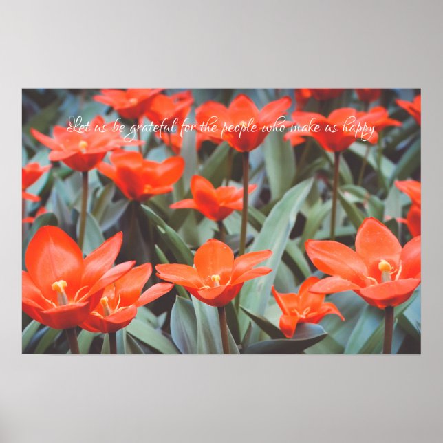 Poster Cartaz de campo de tulipas vermelhas (Frente)